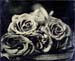 roses_4.10_wetplate452 copy