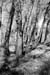 DSCF0009bw