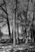 DSCF0010bw