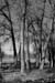 DSCF0010bwnosnownomnts