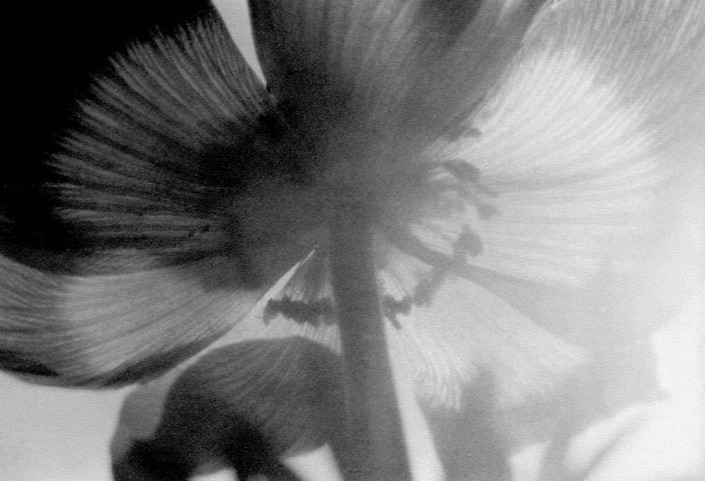 113 Backlit Flower