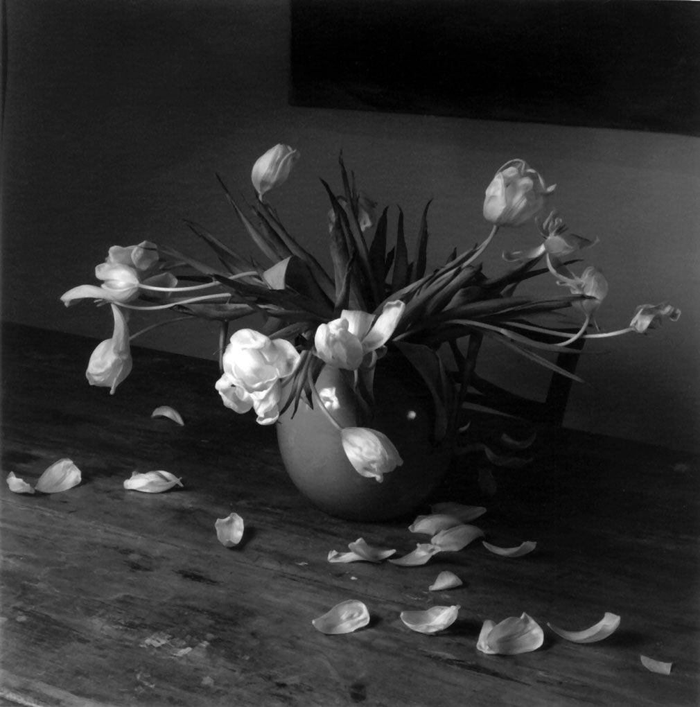 76 Tulips