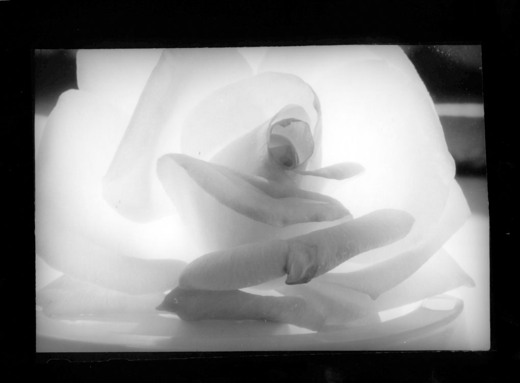 backlit rose #2