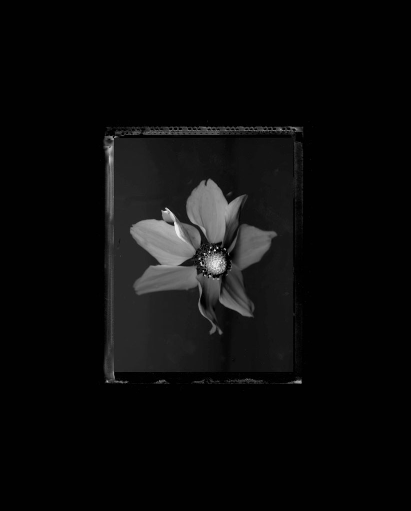 flower144b&wfinal