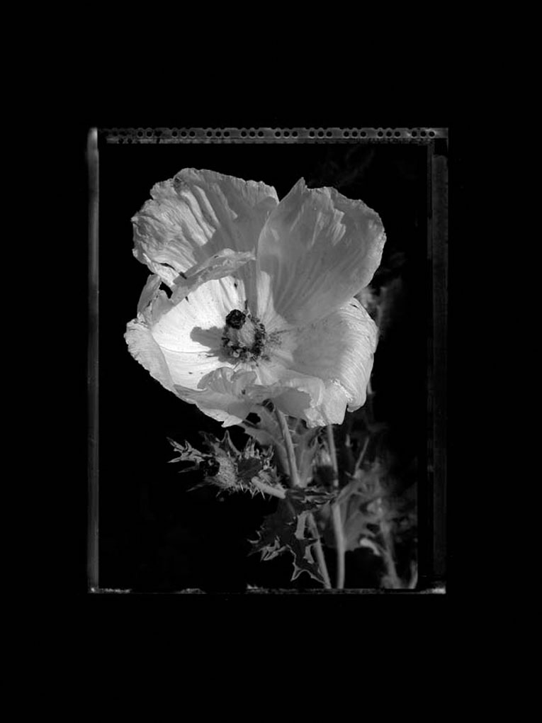 flower2225frameb&w