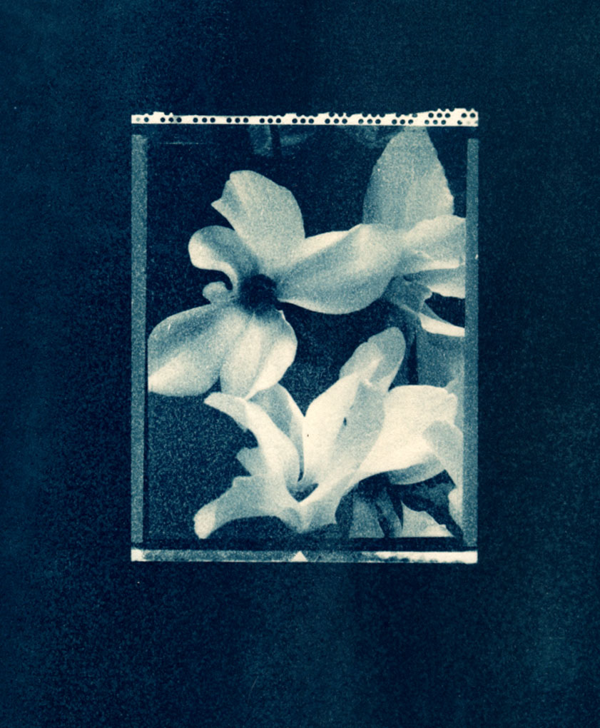 narisist flower  mar#2DE612