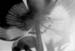 113 Backlit Flower