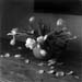 76 Tulips