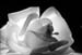 Backlit Rose