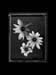 flower4141final