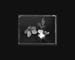 flower4143finalb&wframe