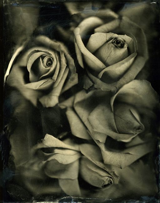 13_roses3_2.09279b