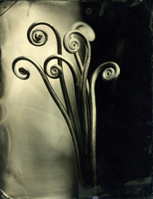 18_fiddleheadferns