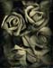 13_roses3_2.09279b