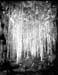 24_aspen trees 050 