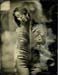 8_kristen_fern_wetpl#5D041F
