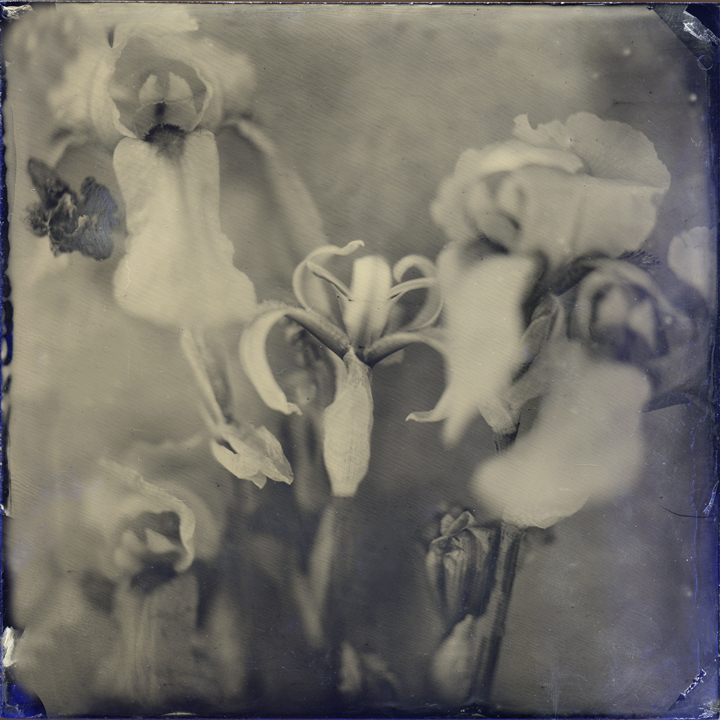 iris636 copy