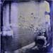 bloosms_4.10_wetplat#7B953D