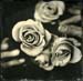 roses070
