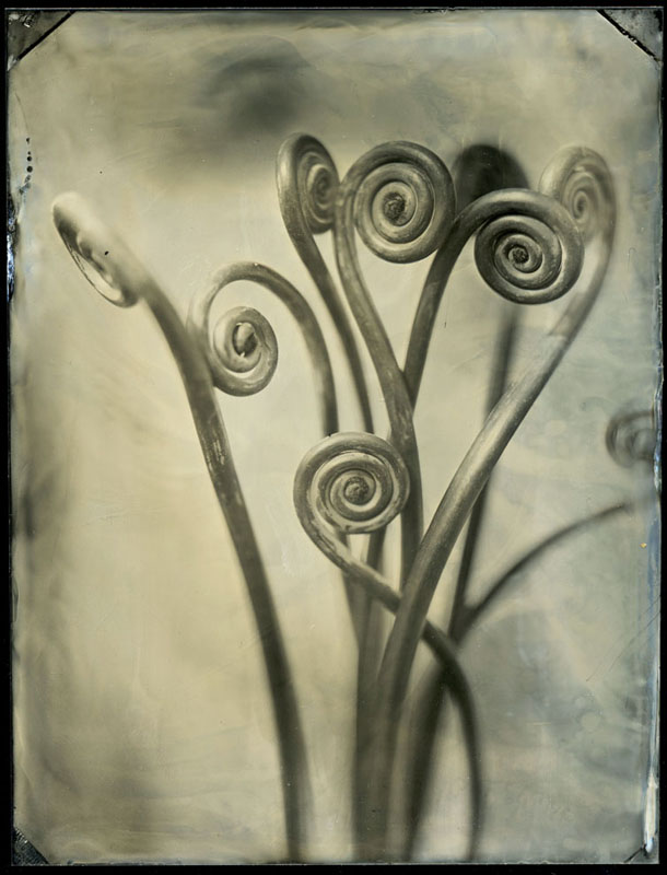 blossfeldt414_sm