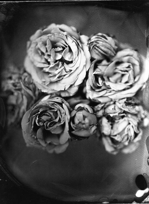 colldion roses102