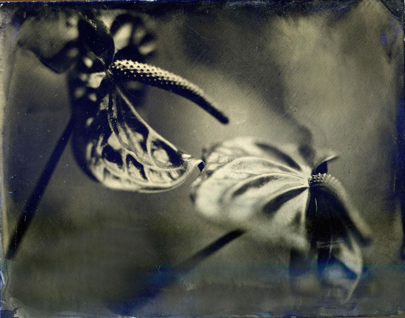 flower_penis_blue396sm