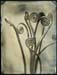blossfeldt414_sm