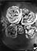 colldion roses102